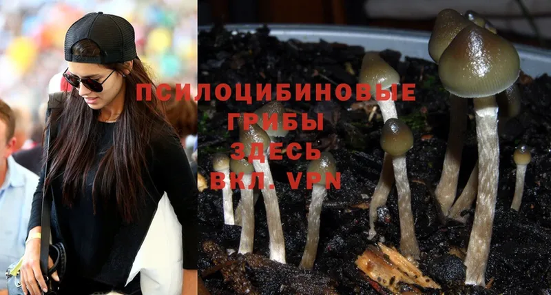 купить наркоту  Иланский  Галлюциногенные грибы Psilocybe 